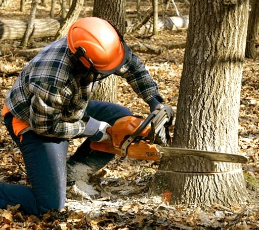 Tree Removal in Worcester, PA